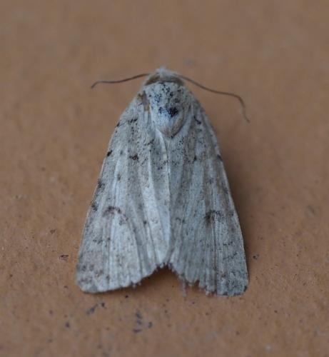 Caradrina sp.